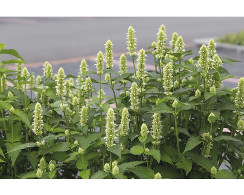 FLORASELF Dropplant Agastache rugosa 'Alabaster' potmaat Ø 11.0 cm H 5-70 cm Foto van een Agastache plant met groene bladeren en lichte bloemen