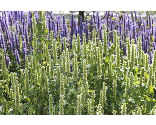 Close-up van Agastache-planten in de tuin.