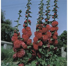 Stokrozen met rode bloemen in de tuin.