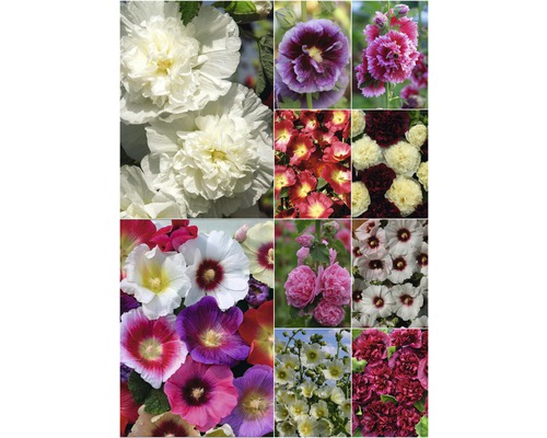 Close-up van veelkleurige stokrozen