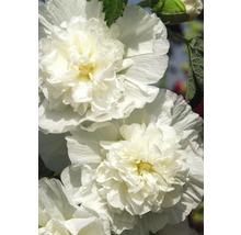 Close-up van gevulde stokrozenbloemen