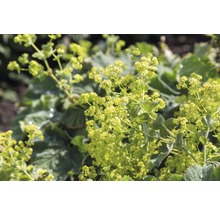 FLORASELF Vrouwenmantel Alchemilla mollis Ø 11 cm