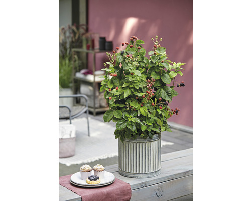 Braamstruik in pot op een tuintafel met gebak