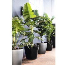 Een rij kamerplanten in plantenbakken voor een muur