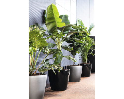 Een rij kamerplanten in plantenbakken voor een muur