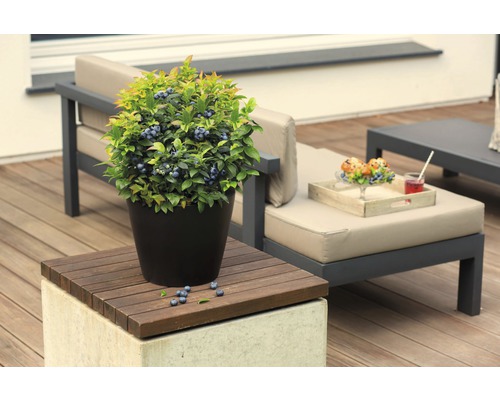 Blauwe bessenstruik in pot op een terras met tuinmeubelen
