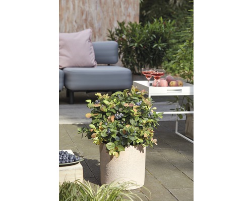 Blauwe bessenplant in een plantenbak in de tuin
