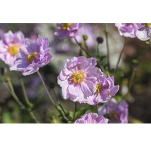 Close-up van lichtpaarse herfstanemoonbloemen met gele meeldraden