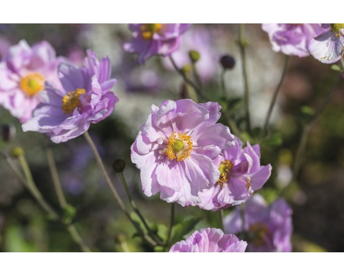 FLORASELF Herfstanemoon Anemone hupehensis var. japonica 'Königin Charlotte'' potmaat Ø 11.0 cm H 5-80 cm