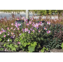 Groep herfstanemonen in de tuin