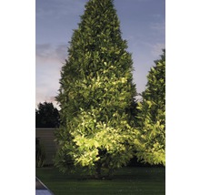 Verlichte levensboom in de tuin in de schemering