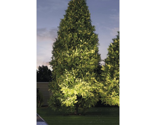 Verlichte levensboom in de tuin in de schemering