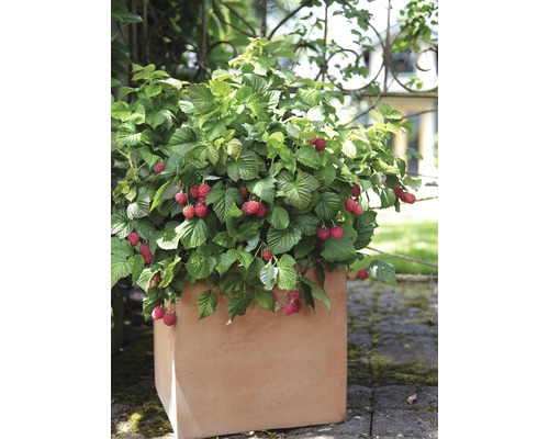 Frambozenplant in een terracotta plantenbak voor de tuin