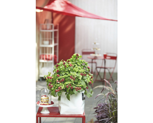 Frambozenplant in pot op een terras met tuinmeubelen
