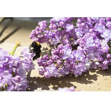 Close-up van een hommel op seringenbloemen