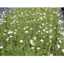 Veld vol Engels gras met veel kleine witte bloemen