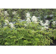 Planten met groene bladeren en witte bloemen in de tuin