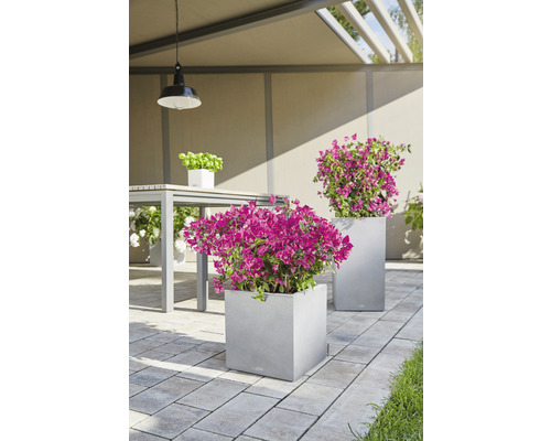 Terrasopstelling met twee grijze, vierkante plantenbakken met roze bloemen