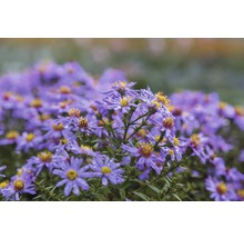 Close-up van paarse bladaster met gele bloemhoofdjes.