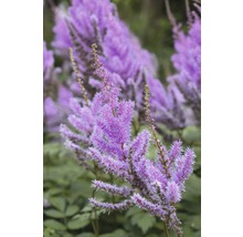 Astilbe in de tuin