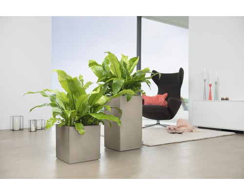 Woonkamer met twee vierkante plantenbakken en kamerplanten