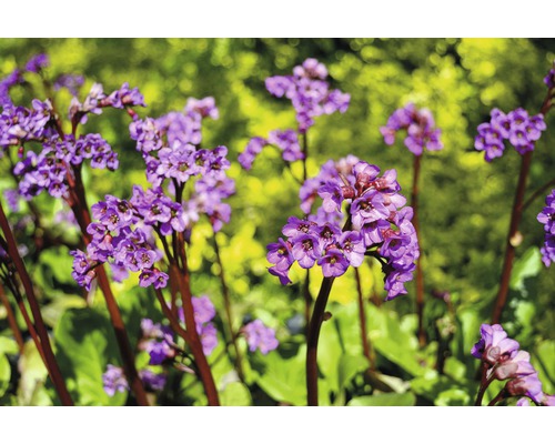 Close-up van schoenlappersplant bloemen in de tuin