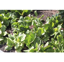 Schoenlappersplant met groene bladeren en bloemen