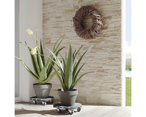 Twee Aloë Vera planten in potten op plantenrollers voor een stenen muur en een krans.