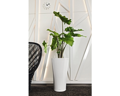 Interieurfoto met kamerplant in witte plantenbak