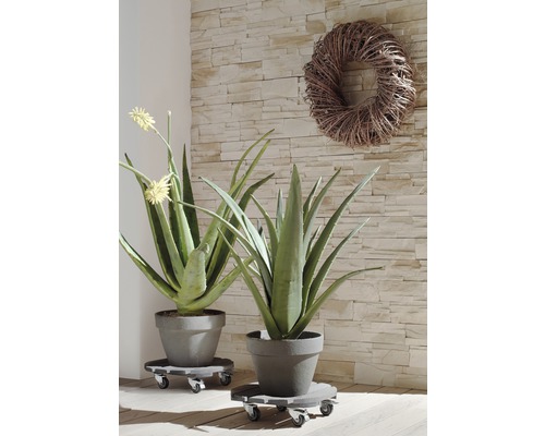 Twee Aloë Vera planten in potten op plantenrollers voor een stenen muur met een krans.