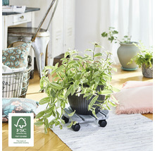 Kamerplant in pot op een plantenroller in de woonkamer