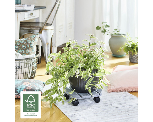 Kamerplant in pot op een plantenroller in de woonkamer