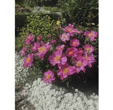 FLORASELF Hoornbloem Cerastium biebersteinii Ø 11 cm