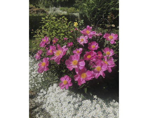 Roze pioenrozen en witte gipskruidbloemen in de tuin.