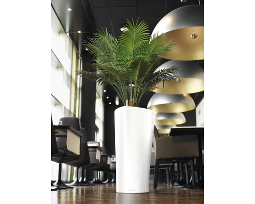 Kamer met plant in witte plantenbak