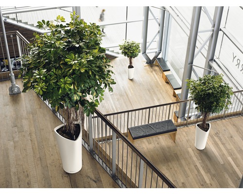 Interieur met trap en planten in witte plantenbakken