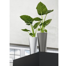 Twee kamerplanten in plantenbakken op een plank