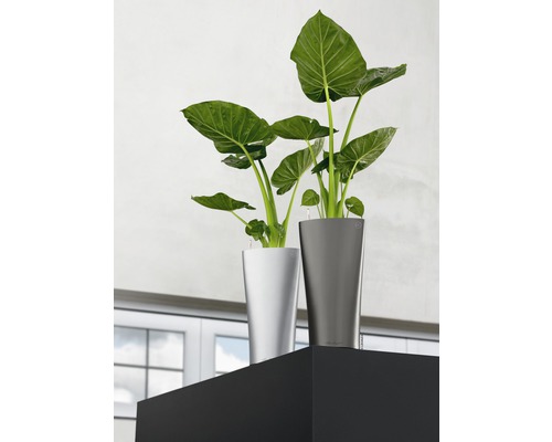 Twee kamerplanten in plantenbakken op een plank