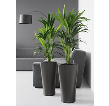 Twee kamerplanten in plantenbakken in de woonkamer