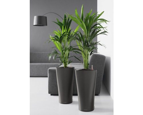 Twee kamerplanten in plantenbakken in de woonkamer