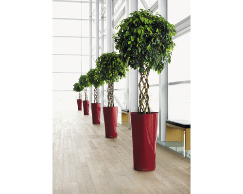 Rij van Ficus bomen met gevlochten stam in rode plantenbakken in een lichte ruimte.