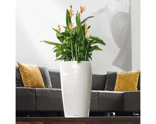 Kamerplant met gele bloemen in een witte plantenbak in de woonkamer