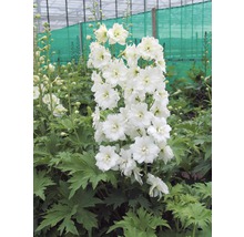 Ridderspoor met witte bloemen