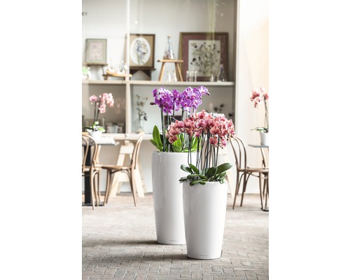 Twee witte plantenbakken met paarse en roze orchideeën op bakstenen vloer