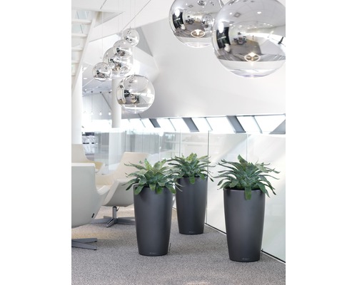 Decoratieve planten in plantenbakken binnenshuis.