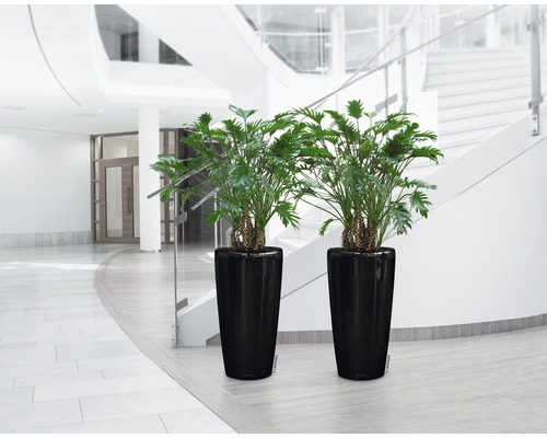 Twee Philodendron planten in zwarte plantenbakken in een gebouw met een trap.