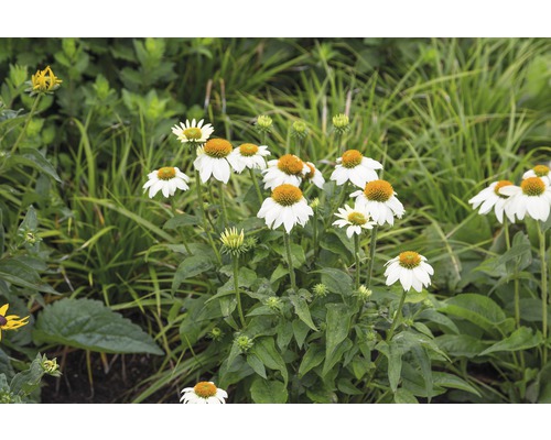 Close-up van witte en gele zonnehoedbloemen in de tuinborder