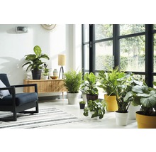 Lichte woonkamer met kamerplanten, fauteuil en dressoir