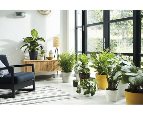 Lichte woonkamer met kamerplanten, fauteuil en dressoir