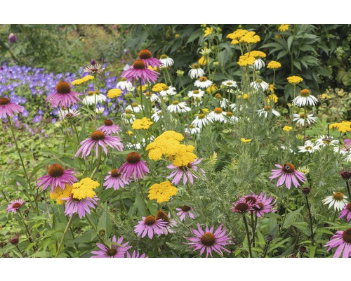Bloembed met zonnehoed, duizendblad en andere bloemen